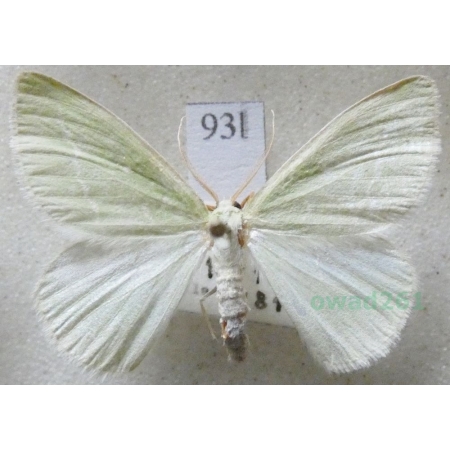 Hemistola chrysoprasaria (Esper, 1794) Miernik chryzopazik Czech93l